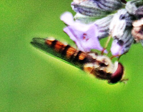 hainschwebfliege-episyrphus-balteatus-de-geer-1776-19704.jpeg