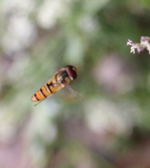 hainschwebfliege-episyrphus-balteatus-im-anflug-14194.jpeg