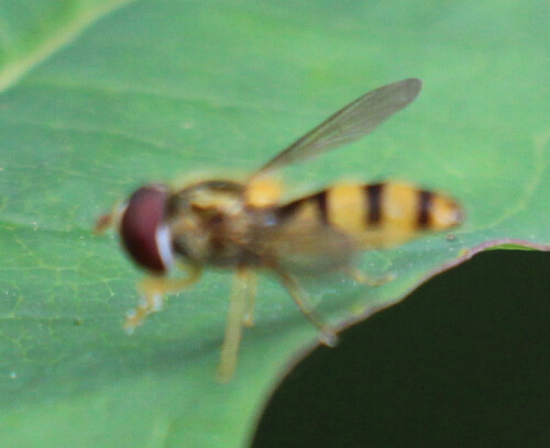 hainschwebfliege-episyrphus-balteatus-l-1758-1-17594.jpeg