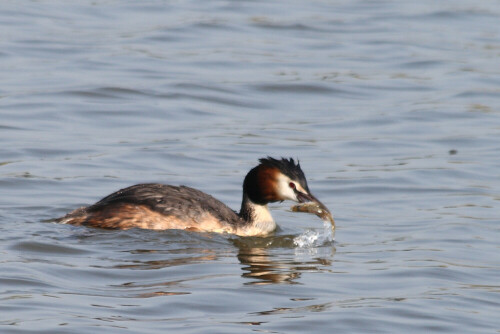 

Aufnameort: Vogelinsel bei Muhr in Mittelfranken
Kamera: Canon EOS400D + Canon EF 70-300 USM IS