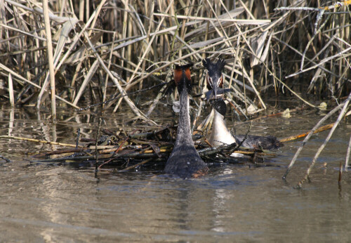 

Aufnameort: Vogelinsel bei Muhr in Mittelfranken
Kamera: Canon EOS400D + Canon EF 70-300 USM IS