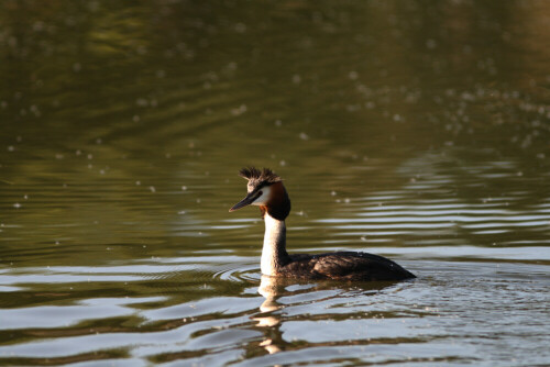 

Aufnameort: Vogelinsel bei Muhr in Mittelfranken
Kamera: Canon EOS400D + Canon EF 300 4.0 USM IS L