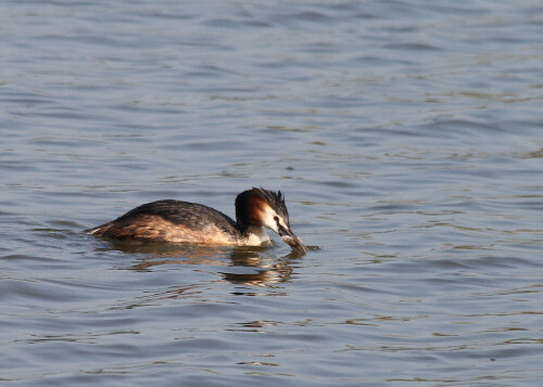 

Aufnameort: Vogelinsel bei Muhr in Mittelfranken
Kamera: Canon EOS400D + Canon EF 70-300 USM IS