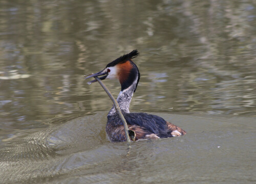 

Aufnameort: Vogelinsel bei Muhr in Mittelfranken
Kamera: Canon EOS400D + Canon EF 70-300 USM IS