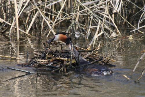 

Aufnameort: Vogelinsel bei Muhr in Mittelfranken
Kamera: Canon EOS400D + Canon EF 70-300 USM IS