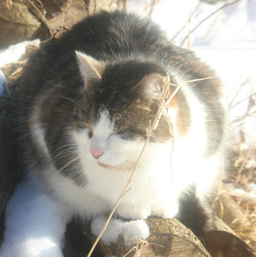 Katzen sind geübte Mäuse- wie Vogeljäger.
https://de.wikipedia.org/wiki/Hauskatze

Aufnameort: Waldrand des Hirschbergwaldes
Kamera: Canon 1300D