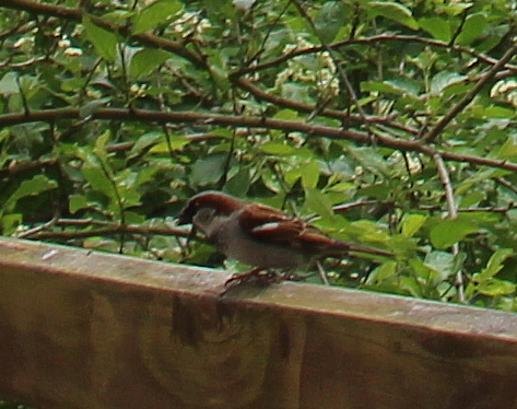 hausspatz-haussperling-passer-domesticus-l-1758-17182.jpeg