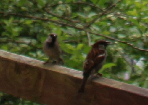 Der Haussperling ist einer der bekannteren Singvogelarten.
https://de.wikipedia.org/wiki/Ährige_Teufelskralle

Aufnameort: Eiershausen Garten
Kamera: Canon EOS 700D