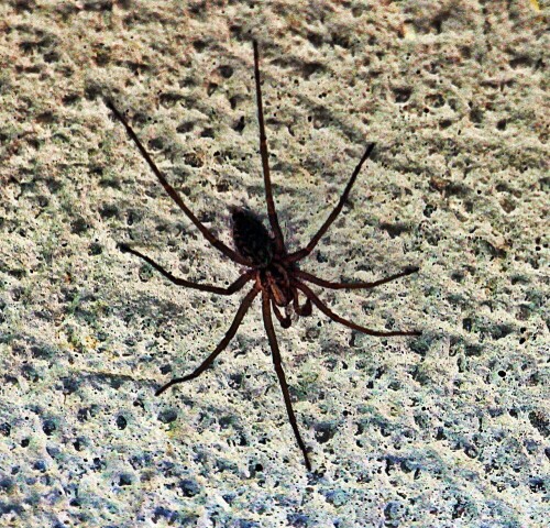 hausspinne-tegenaria-atrica-c-l-koch-1843-mannlich-19372.jpeg