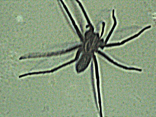 hausspinne-tegenaria-domestica-29328.jpeg