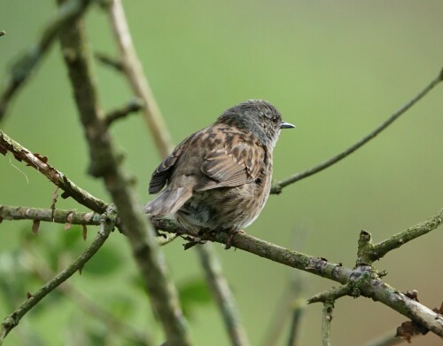 Die Heckenbraunelle wird leicht übersehen, weil man sie mit dem Spatz verwechselt. Auf dieser Aufnahme sieht man aber ganz eindeutig, dass das Gefieder am Kopf grau ist.

Aufnameort: Brück-Merheimer Aue
Kamera: Sony Alpha 7/II