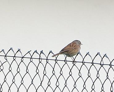 Ein Vogel, der bei oberflächlicher Betrachtungsweise einem Sperling ähneln könnte.
Im Gebüsch und Gestrüpp im Wald und auch in Hecken ist jener Vogel gut getarnt.
https://de.wikipedia.org/wiki/Heckenbraunelle

Vhttps://youtu.be/IQZDykHQx7wideoclip hierzu:


Aufnameort: Eierhausen Gartenzaun
Kamera: Canon EOS 700D