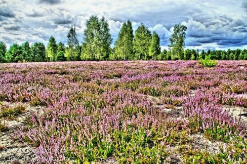 blühendes Heidekraut in der Henzendorfer Heide

Aufnameort: Henzendorfer heide
Kamera: Nikon D 90