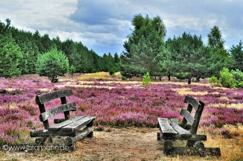 blühendes Heidekraut in der Henzendorfer Heide

Aufnameort: Naturpark Schlaubetal
Kamera: Nikon D 90