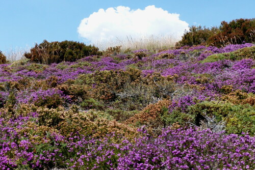 

Aufnameort: am Jakobsweg in Spanien
Kamera: Panasonic Lumix FZ 200