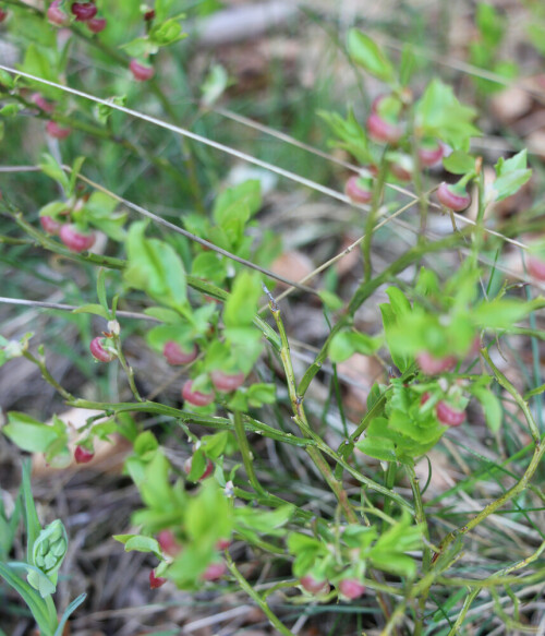 heidelbeeren-vaccinium-myrtill-13802.jpeg