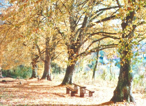 Herbststimmung am Rast- und Grillplatz 'Heiden' am Ortsausgang von Bodelshausen.

Aufnameort: Bodelshausen, Kreis Tübingen
Kamera: Yashica FX-D, Bj. 1980; Obj. 50 mm