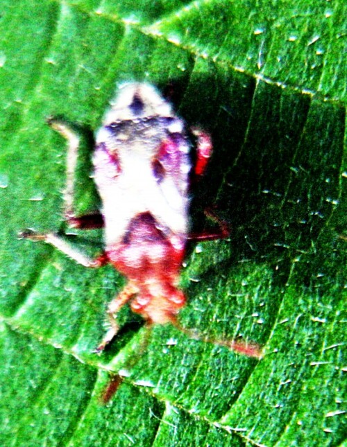 Eine Wanzenart, die in Wiesen oder an Waldrändern sich aufhält.
http://www.insektenbox.de/wanzen/hellgl.htm

Aufnameort: Eiershausen Waldrand Hirschberg
Kamera: Canon EOS 1300D