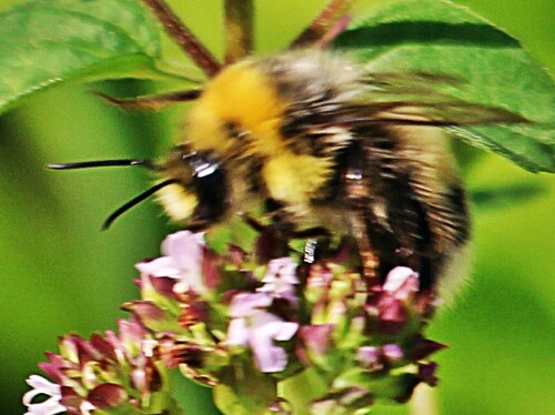 helle-erdhummel-bombus-lucorum-l-1761-mannlich-19202.jpeg