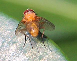 Eine Fliege, die durch ihre helle Körperfärbung auffallen kann, ansonsten aber der Hausfliege ähnelt.
https://en.wikipedia.org/wiki/Phaonia_pallida
http://www.naturspaziergang.de/Zweifluegler/Muscidae/Phaonia_pallida.htm

Einen Videoclip hier zu jener Art:
https://www.youtube.com/watch?v=ebDSqTpSzn8

Aufnameort: Eierhausen Garten
Kamera: Canon EOS 700D