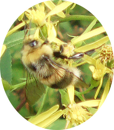 hellgelbe-erdhummel-bombus-lucorum-l-1761-11144.jpeg