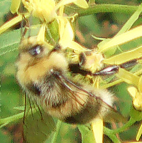 hellgelbe-erdhummel-bombus-lucorum-l-1761-13067.jpeg