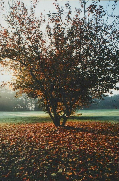 herbst-am-rodelberg-2595.jpeg