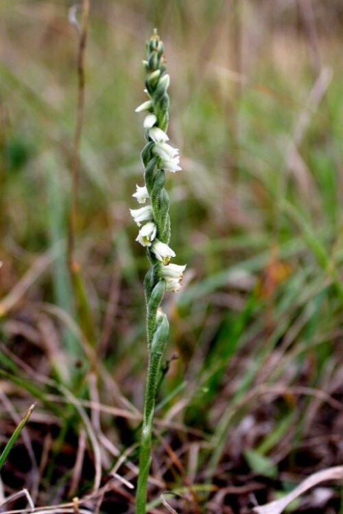 Die Herbst-Drehwurz (Orchidee) wächst derzeit nur noch vereinzelt auf Trockenrasen und steht deshalb auf der Roten Liste als streng geschützt.

Aufnameort: Riedenburg Umgebung
Kamera: Canon EOS 60 D