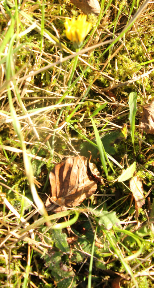 Der Herbst-Löwenzahn gehört zu den Korbblütlern(Compositae).
Er kommt in Europa sowie dem westlichen Asien vor.
Der Herbst-Löwenzahn bevorzugt nährstoffreiche, oft kalkarme (Salz-)Wiesen, Weiden oder Parkanlagen sowie Wegränder als Standort.
https://de.wikipedia.org/wiki/Herbst-Löwenzahn

https://www.youtube.com/watch?v=-TVXA01Wi1k
https://www.youtube.com/watch?v=94cN2IIb5bA
u.. a.

Aufnameort: Eiershausen Wiese Gemeinde
Kamera: Canon EOS 700D