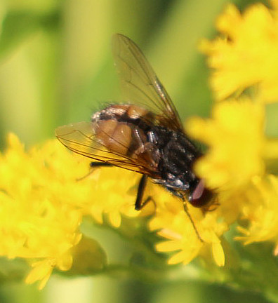 herbstfliege-musca-autumnalis-de-geer-1776-14785.jpeg