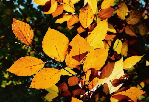 Buchenblätter im Oktobersonnenschein


