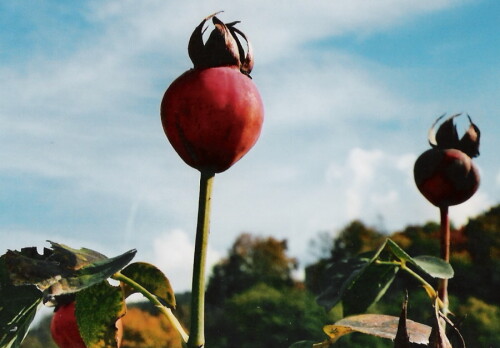 herbstliches-kunstwerk-497.jpeg