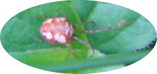 Eine kleinere Spinne in Hochstaudenfluren u. a. Vegetation.
Häufig wie ihr Name andeutet im späteren Sommer oder Herbst dort in ihrem Netz auf Insektenfang wartend.
http://de.wikipedia.org/wiki/Herbstspinne_%28Art%29

Aufnameort: Eiershausen Hirschbergwald
Kamera: Medion Digitaler Full-HD-Camcorder mit Touchscreen Medion Life