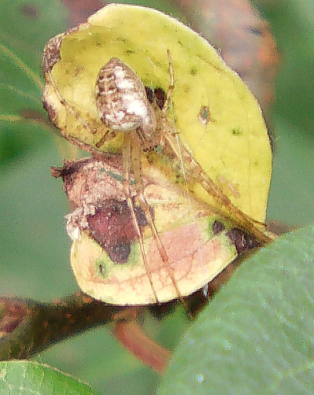 Die Herstspinne (Metellina segmentata) ist die häufigste und am weitesten verbreitete Art der Herbstspinnen.
http://de.wikipedia.org/wiki/Herbstspinne_(Art)

Aufnameort: Eiershausen Hirschbergwald
Kamera: Medion Digitaler Full-HD-Camcorder mit Touchscreen Medion Life