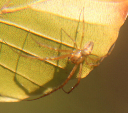 Eine kleine Spinne, die besonders im Herbst in Gebüschen wie Sträuchern auffallen kann.
https://en.wikipedia.org/wiki/Metellina_segmentata

https://www.youtube.com/watch?v=MGUczwUHko8
https://www.youtube.com/watch?v=uVxPQq1dqJw
https://www.youtube.com/watch?v=NjVIlms9CiQ
u. a.

Aufnameort: Eiershausen Waldrand des Hirschbergwaldes
Kamera: Canon EOS 700D