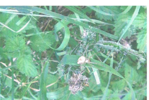 Eine kleinere Spinne, die im Herbst kleinere Insekten fängt - oft auch in Hochstaudenfluren.
http://de.wikipedia.org/wiki/Herbstspinne_(Art)

Aufnameort: Eiershausen Hirschbergwald
Kamera: Medion digitaler Full-HD-Camcorder mit Touchscreen