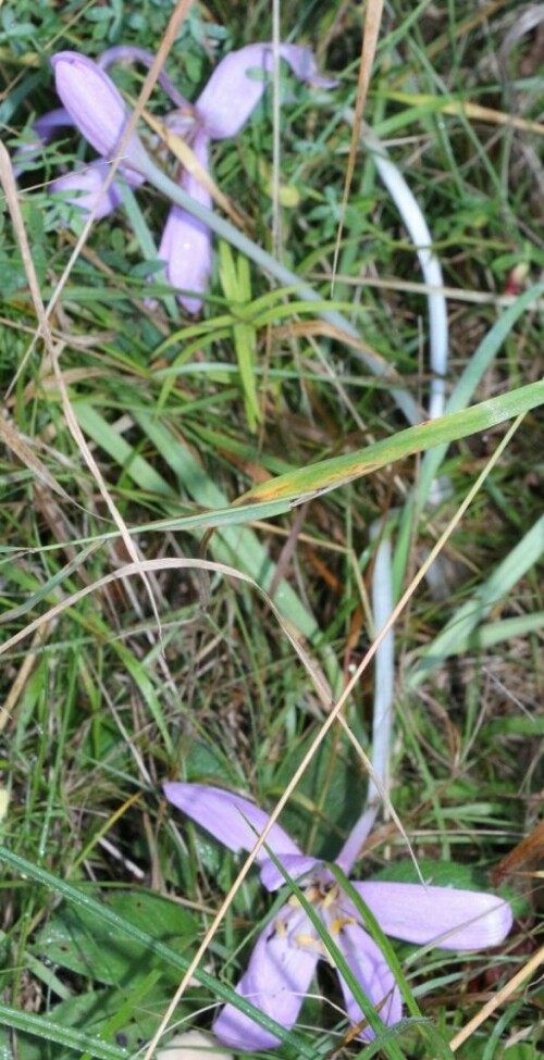 herbstzeitlose-colchicum-autumnale-l-14927.jpeg