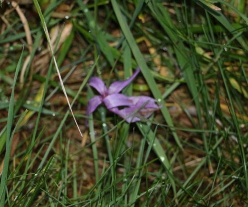 herbstzeitlose-colchicum-autumnale-l-15512.jpeg