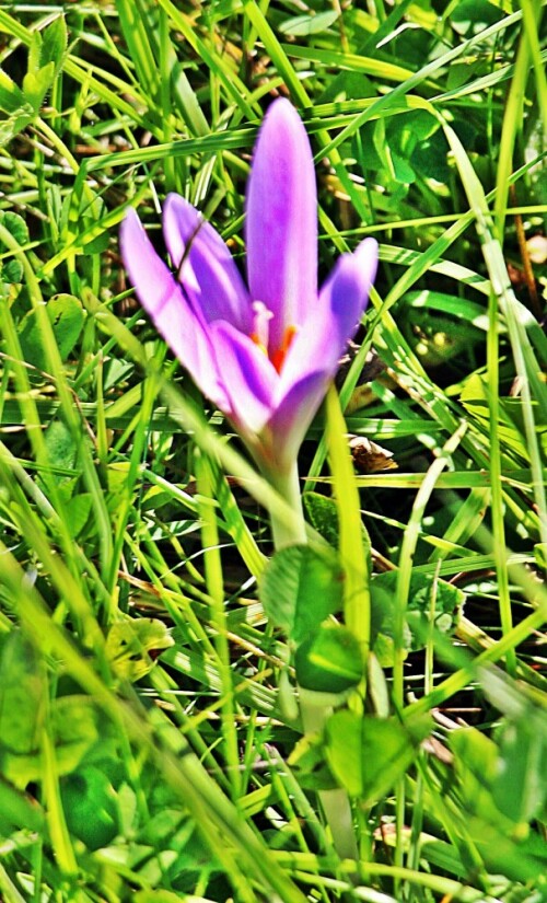 herbstzeitlose-colchicum-autumnale-l-19537.jpeg