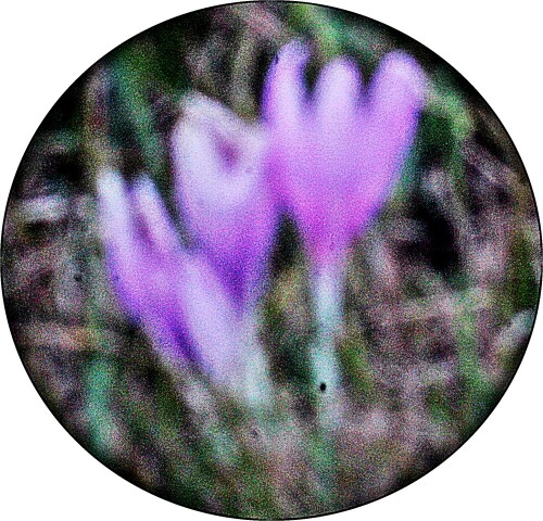 herbstzeitlose-colchicum-autumnale-l-21318.jpeg