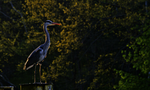 Vogel bei Sonnenuntergang

Aufnameort: Kleinmachnow, Brandenburg
Kamera: Nikon d5300