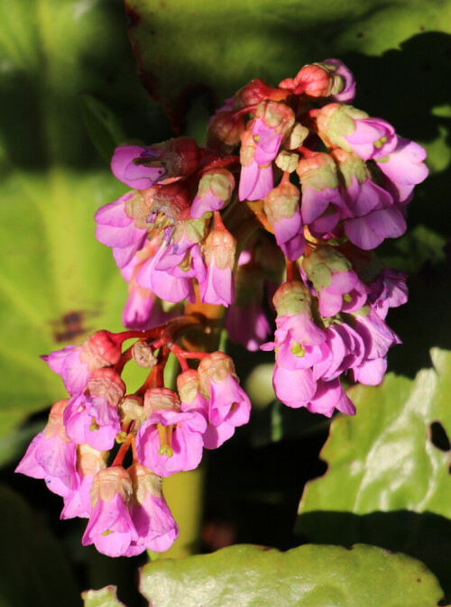 Bergenien gehören zu den Steinbrechgewächsen(Saxifragaceae).
https://de.wikipedia.org/wiki/Bergenien

Aufnameort: Eiershausen Garten
Kamera: Canon EOS 700D