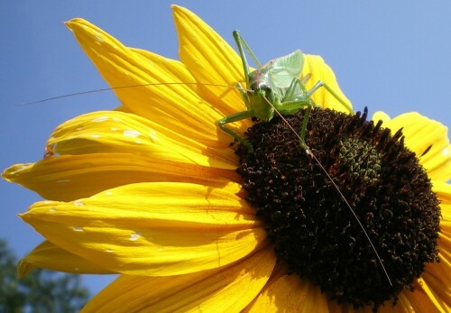 Heupferd beim Sonnenbaden auf Sonnenblume

Aufnameort: Deutsch Evern
Kamera: Pentax Optio V10