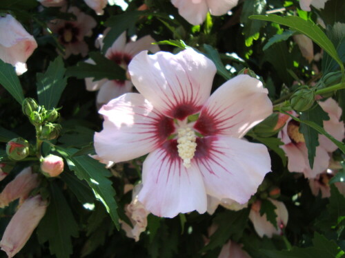 hibiskusblute-4945.jpeg