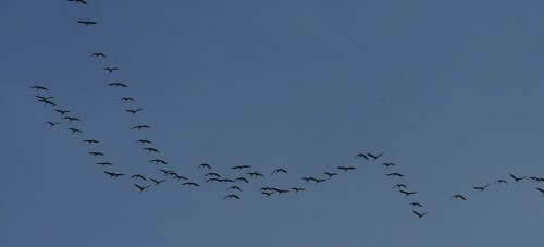 Kraniche im Formationsflug über Köln. Sie bilden im Flug meistens eine V-Form, weil dies die aerodynamisch sparsamste Flugformation ist. Hier sind es gleich mehrere "V", die zusammen ein "W" ergeben.

Aufnameort: Köln Brück
Kamera: Sony Alpha 7/II