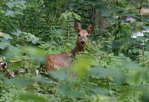 Dieser Hirschkuh steht die Überraschung ins Gesicht geschrieben. Der Lärm eines nahe gelegenen Wildbaches hatte wohl dazu geführt, dass sie uns Wanderer erst spät bemerkte.

Aufnameort: Langwies Schweiz
Kamera: Sony Alpha 7/II