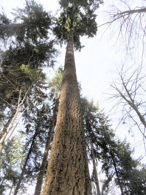 hochster-baum-deutschlands-13586.jpeg