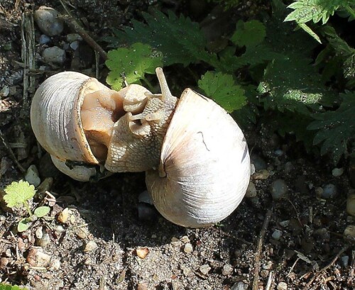 Weinbergschnecken bei der Paarung

Aufnameort: Kelheim
Kamera: Canon EOS 60 D