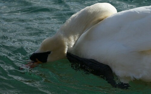 Auf dieser Aufnahme scheint sich der Höckerschwan mit dem Schwimmfuss hinter dem nicht vorhandenen Ohr zu kratzen.

Aufnameort: Rather See
Kamera: Sony Alpha 7/II