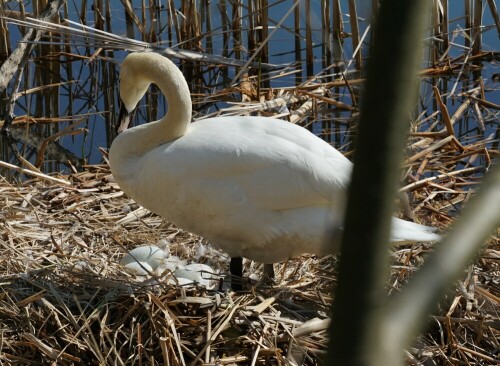 Höckerschwan vor seinem frischen Gelege.

Aufnameort: Höhenfelder See in Köln Dünnwald
Kamera: Sony Alpha 7/II